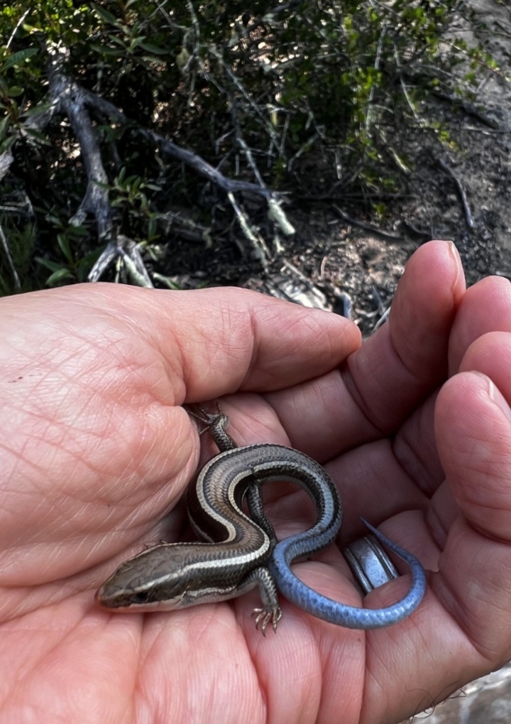 Western Skink
